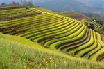 A terraced field in the northern mountainous province of Yen Bai. (Photo: VNA)