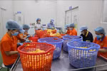 Processing fast consumption items for exports in Ho Chi Minh City. (Photo: VNA)
