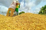 A farmer at work during rice harvest season in the Mekong Delta. (Photo: VNA)