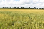 A rice field in Los Palacios district, Pinar del Río province, Cuba. (Photo: VNA)