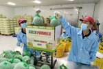 Workers pack pomelo for export. (Photo: VNA)