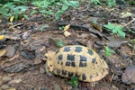 The turtle is released back into the natural forest habitat as part of conservation efforts (Photo: VNA)