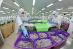 Workers process shrimp products for export at a factory of Sao Ta Food Joint Stock Company in Soc Trang province. (Photo: VNA)