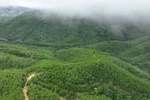 A large-timber plantation area in Van Canh commune, Gia Lai province (Photo: VNA)