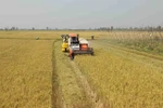 A paddy field in An Giang province. (Photo: VNA)