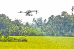 A drone is used to spray pesticides to care for the winter-spring rice crop in the Mekong Delta City of Can Tho (Photo: VNA)