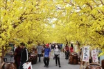 The apricot blossom street is a favourite check-in place for many visitors (Photo: VNA)