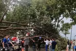 Trees fall in the northern mountainous province of Lao Cai due to a strong thunderstorm on the afternoon of March 29, 2026. (Photo: VNA)