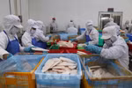 Workers at GODACO factory in My Tho Industrial Park process tra fish for export. (Photo: VNA)