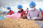 Workers pack cashew nuts at Duc Thinh production and trading co., ltd., former Binh Phuoc province (Photo: VNA)