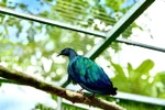 Nicobar pigeons (Caloenas nicobarica), a rare and endangered bird species (Photo: VNA)