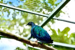 Nicobar pigeons (Caloenas nicobarica), a rare and endangered bird species (Photo: VNA)