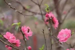 Peach blossoms in Tay Ho ward in Hanoi (Photo: VNA)