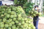 Vietnam ranks sixth among the top ten coconut-producing countries, with an annual output of nearly 2 million tonnes (Photo: VNA)