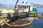 An industrial-scale aquaculture model on Van Phong bay, Khanh Hoa province. (Photo: VNA) 