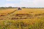 Producing high-quality rice in An Giang province (Photo: VNA)