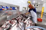 A worker at a pangasius packaging facility in Can Tho city (Photo: VNA)