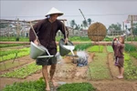 Foreign tourists experience farming in Tra Que vegetable village in Hoi An, Da Nang city (Photo: VNA)