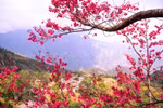 Good fortune, peace and cultural experiences within spring journeys