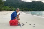 Baby sea turtles released into the ocean at Hon Bay Canh Beach, part of Con Dao National Park. (Photo: VNA)