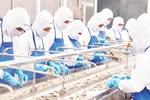 Workers process frozen shrimp for export at the Coastal Fisheries Development Company (COFIDEC), Ho Chi Minh City. (Photo: nhandan.vn)