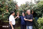 Tourists visit a lychee farm. (Photo: VNA)
