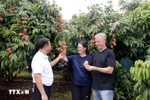 Tourists visit a lychee farm. (Photo: VNA)