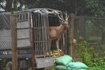 A sambars deer is taken to Cuc Phuong National Park. (Photo: VNA broadcasts)