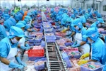 Processing tra fish for export (Photo: VNA)