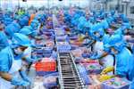Processing tra fish for export (Photo: VNA)