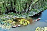 Tourists visit the cajuput forest in Dong Thap Muoi in Long An province (Source: nhandan.vn)