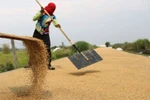 A farmer dries harvested palay in Baliuag, Bulacan on April 14, 2023. (PNA photo by Joan Bondoc)