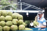 Vietnam’s durian exports to China reach only 35,000 tonnes valued at around 130 million USD in the first four months of this year. (Photo: VNA)