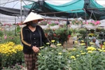 Farmers in Ninh Phuc flower village, Dong Hoa Lu ward, Ninh Binh province, are completing the final steps to bring beautiful and high-quality potted plants to market (Photo: VNA)