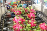 Dragon fruit being cleaned and processed for export. (Photo: VNA)