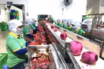 Workers process fruits for export. (Photo: VNA)
