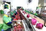 Workers process fruits for export. (Photo: VNA)