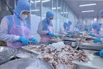 Workers process octopus for export to the Japanese market at Huy Nam Company in An Giang (Photo: VNA)