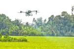 A drone is used to spray pesticides to care for the winter-spring rice crop in the Mekong Delta City of Can Tho (Photo: VNA)