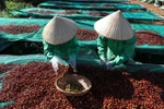 Workers remove unripe (green) coffee cherries to ensure quality raw materials for specialty coffee production. (Photo: VNA)