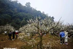 A plum blossom garden in Moc Chau (Photo: VNA)