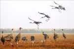 The Tram Chim National Park was previously home to a large population of red-crowned cranes, with a recorded number of more than 1,000 birds arriving during their annual migration. (Photo: VNA)