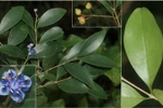 Sam cuong dai is one of the newly-found species in the Nui Chua National Park in Ninh Thuan province. (Photo: Institute of Tropical Biology)