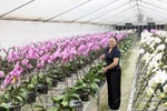The high-tech orchid cultivation model of Dan Hoai Cooperative generates considerable economic value. (Photo: hanoimoi.vn)