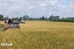 The Ca Mau Farmers’ Union proposed further leveraging the role of farmers in the industrialisation and modernisation of agriculture and rural areas to meet the national targets for 2025–2030, with a vision to 2045. (Illustrative photo: VNA)
