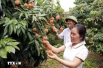 At a lychee farm in the northern province of Bac Giang. (Photo: VNA)