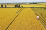 Farmers in Hue harvest rice on a large-scale field. (Photo: VNA)