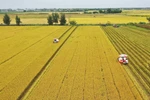 Farmers in Hue harvest rice on a large-scale field. (Photo: VNA)