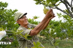 A farmer take care of custard apple gardens grown using high technology (Photo: VNA)