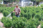 A flower grower in An Lac village, Dong Ha ward, is busy tending to Tet flowers. (Photo: VNA)